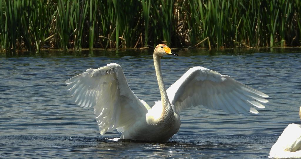 Łabędź krzykliwy (Cygnus cygnus)