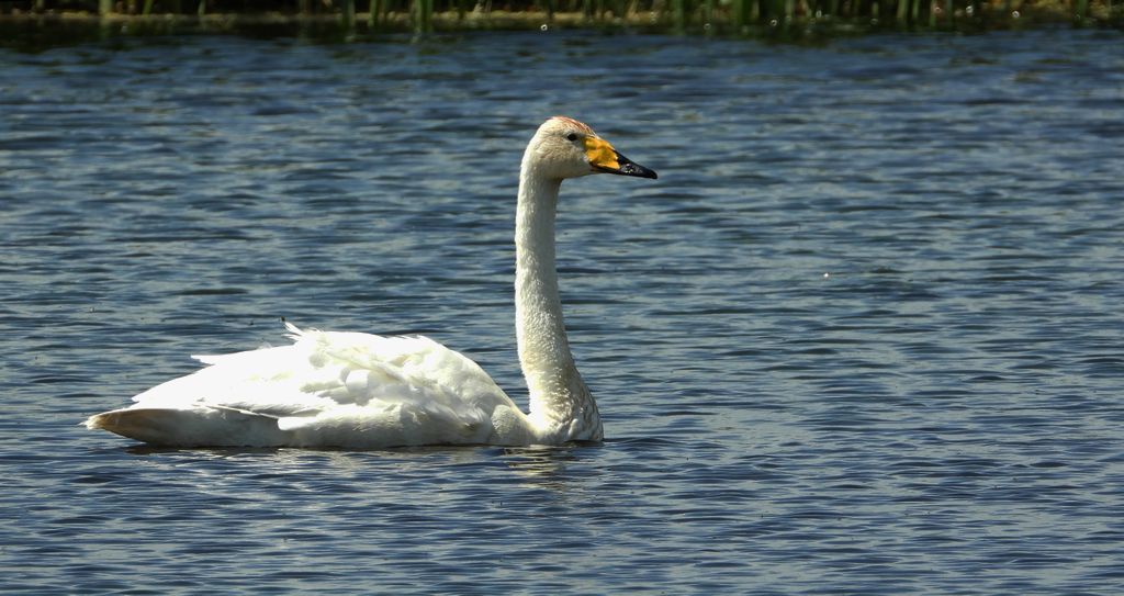Łabędź krzykliwy (Cygnus cygnus)