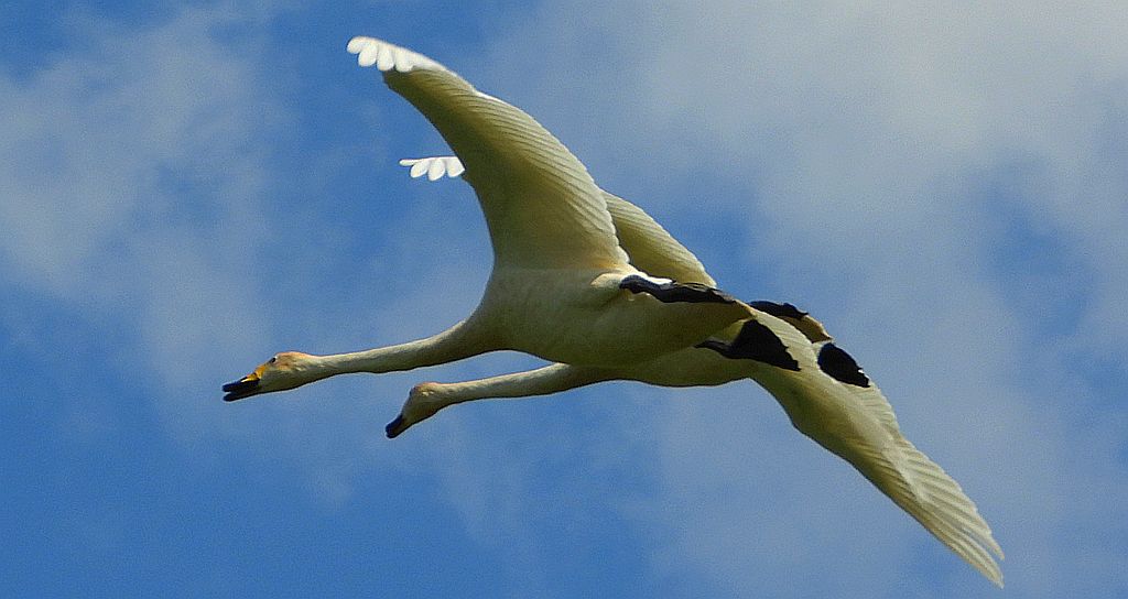Łabędź krzykliwy (Cygnus cygnus)
