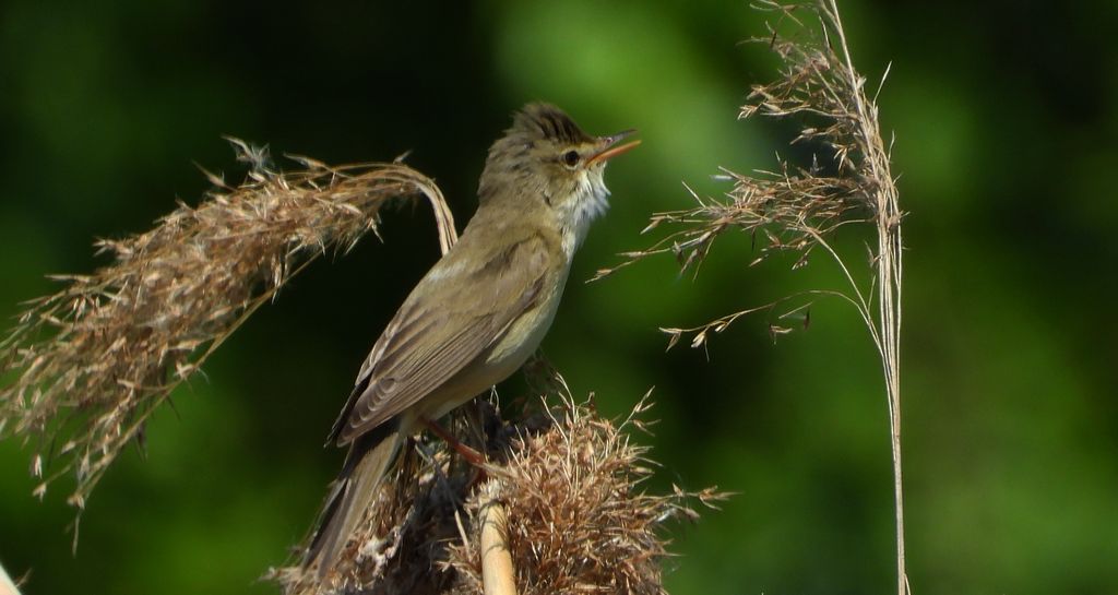 Trzciniak zwyczajny, trzciniak, trzciniak drozdówka (Acrocephalus arundinaceus)