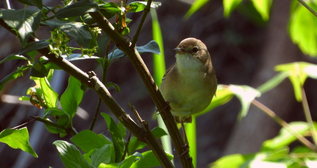 Piegża, piegża zwyczajna, gajówka piegża, pokrzewka piegża (Curruca curruca)