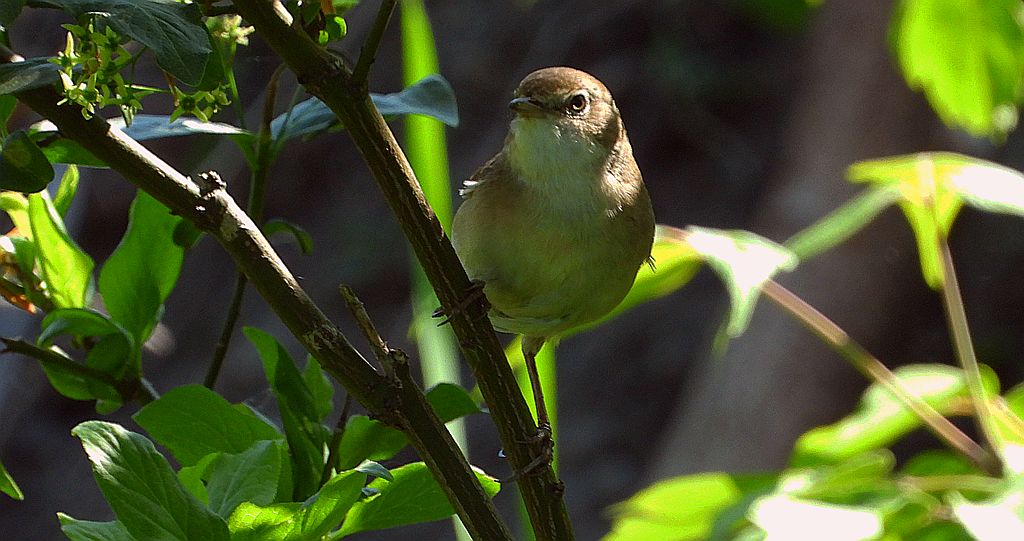 Piegża, piegża zwyczajna, gajówka piegża, pokrzewka piegża (Curruca curruca)