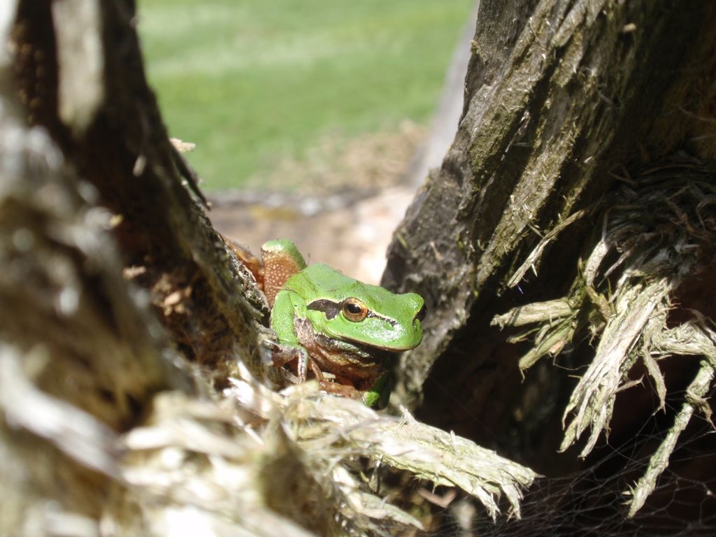 Rzekotka drzewna (Hyla arborea)