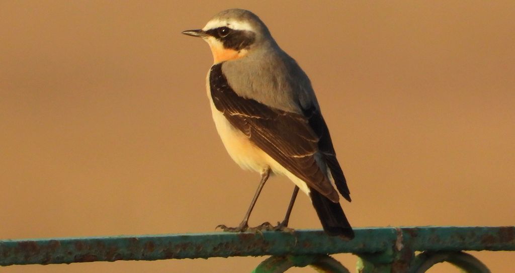 Białorzytka zwyczajna, białorzytka (Oenanthe oenanthe)