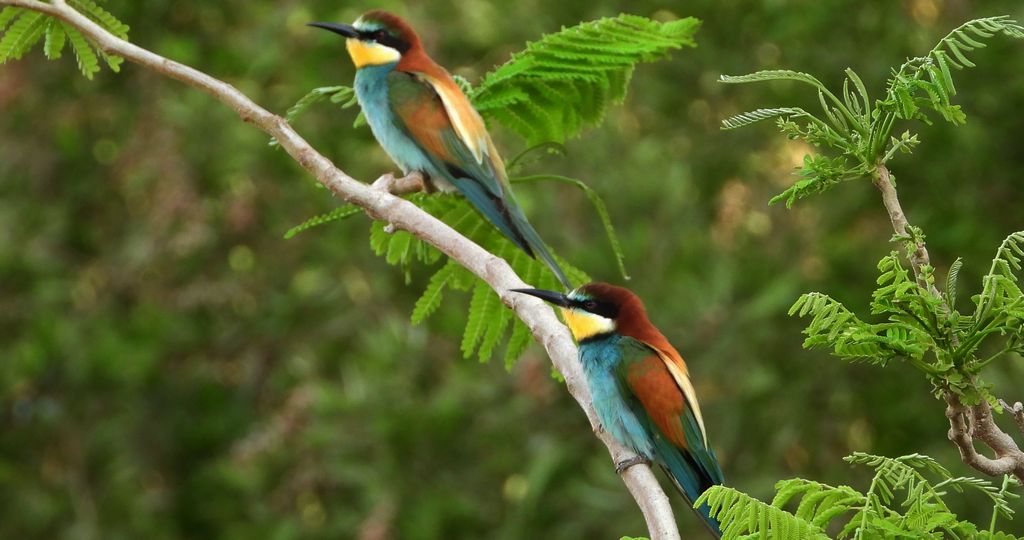 Żołna zwyczajna, żołna, żołna pospolita, żołna pszczołojad (Merops apiaster)