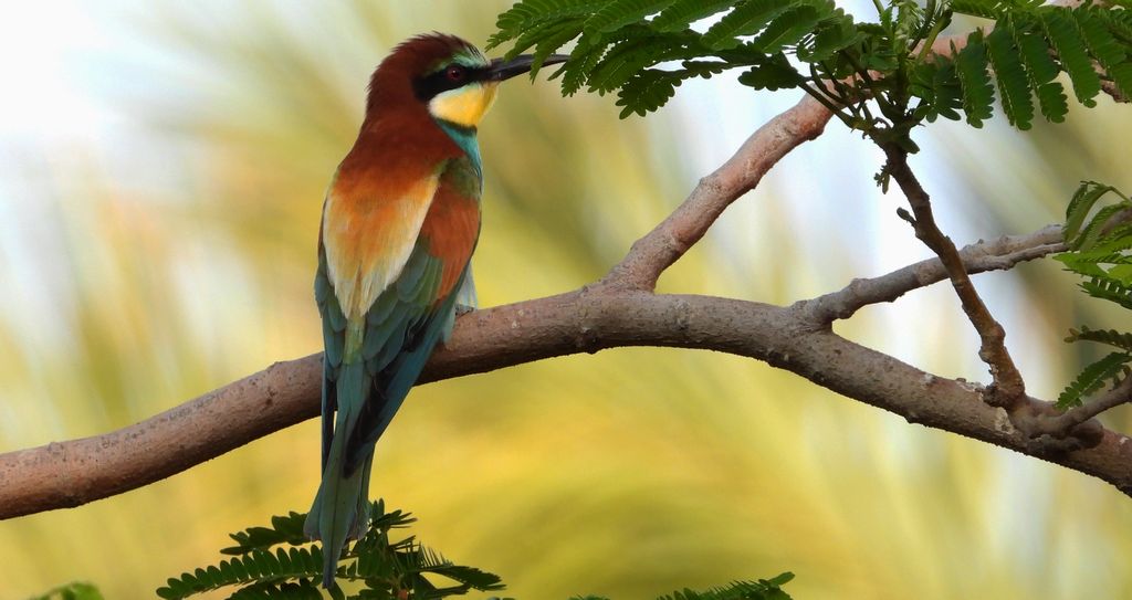 Żołna zwyczajna, żołna, żołna pospolita, żołna pszczołojad (Merops apiaster)