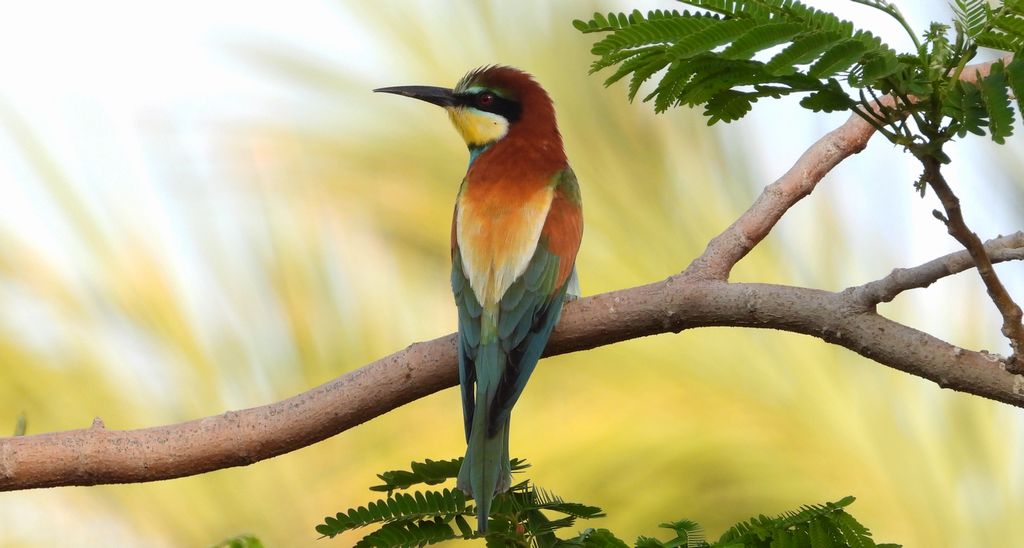 Żołna zwyczajna, żołna, żołna pospolita, żołna pszczołojad (Merops apiaster)