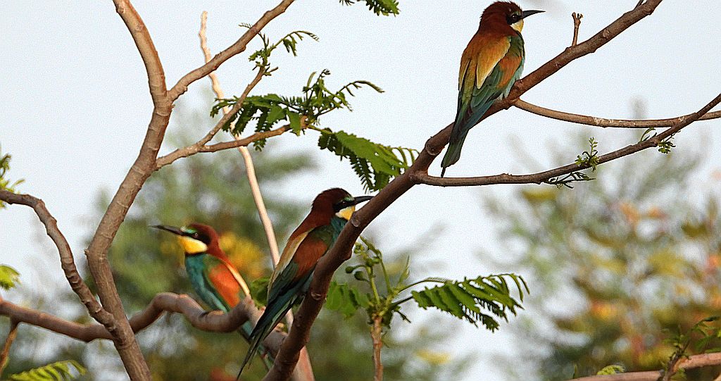 Żołna zwyczajna, żołna, żołna pospolita, żołna pszczołojad (Merops apiaster)