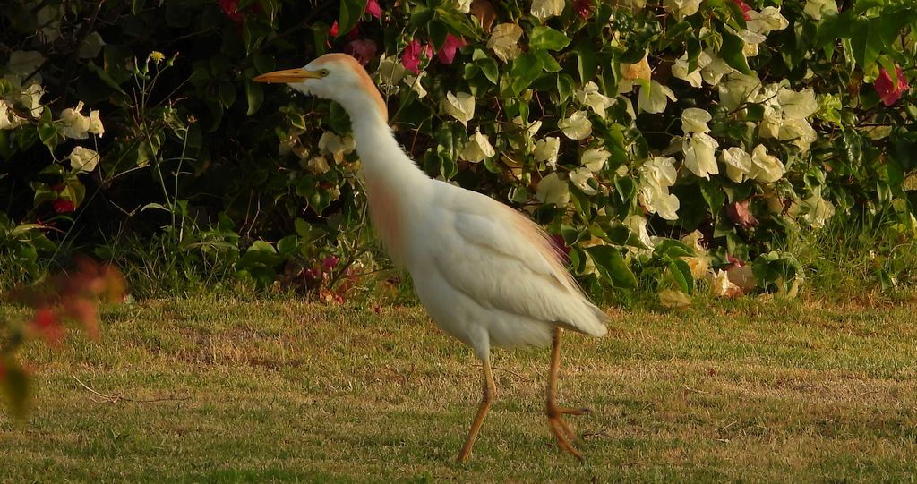 Czapla złotawa (Bubulcus ibis)