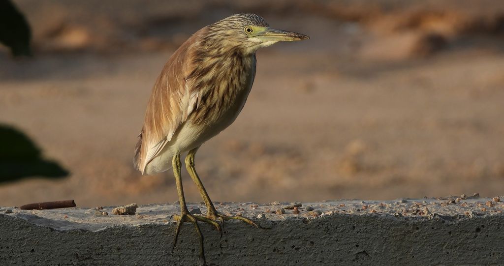 Czapla modronosa (Ardeola ralloides)