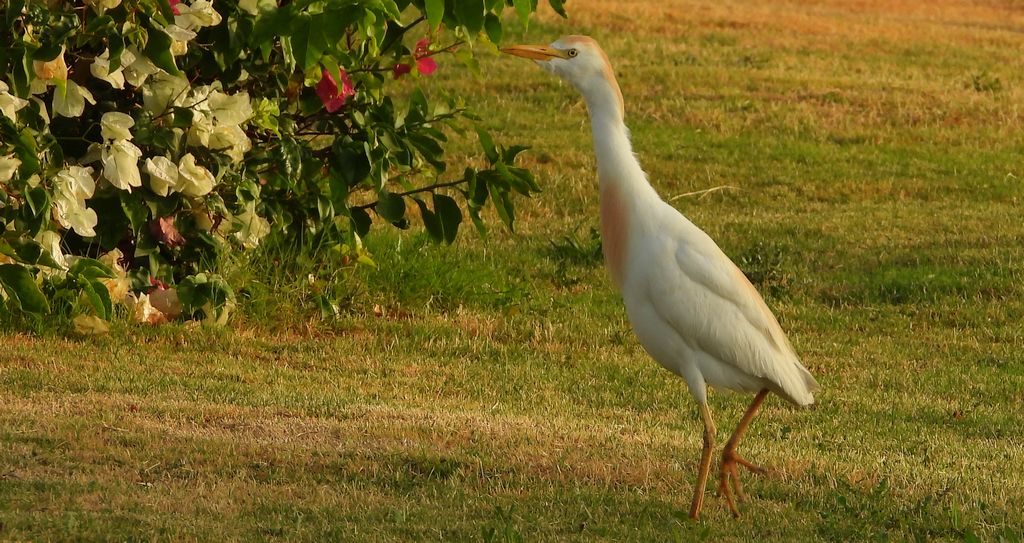 Czapla złotawa (Bubulcus ibis)