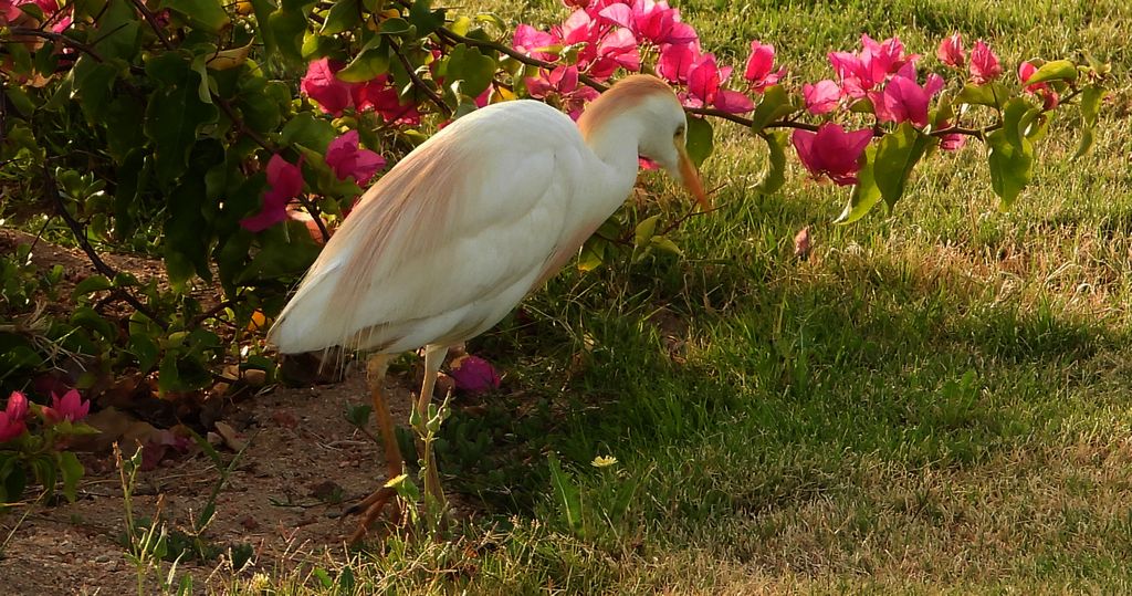 Czapla złotawa (Bubulcus ibis)