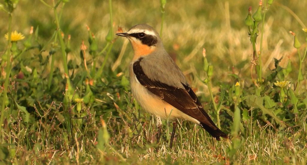 Białorzytka zwyczajna, białorzytka (Oenanthe oenanthe)