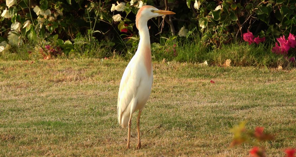 Czapla złotawa (Bubulcus ibis)