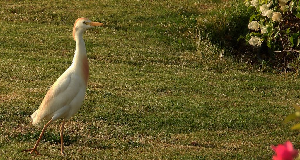 Czapla złotawa (Bubulcus ibis)