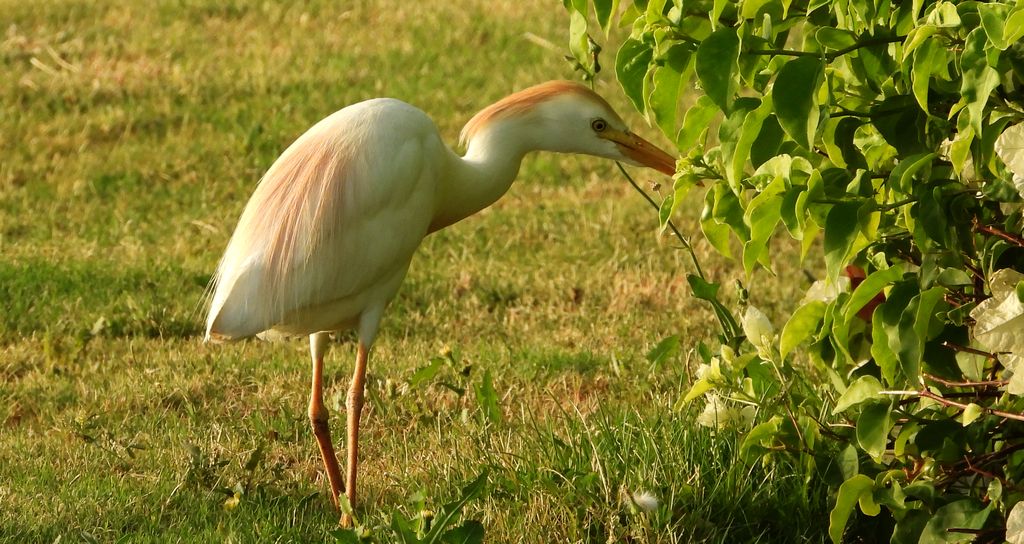 Czapla złotawa (Bubulcus ibis)