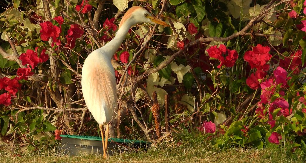 Czapla złotawa (Bubulcus ibis)