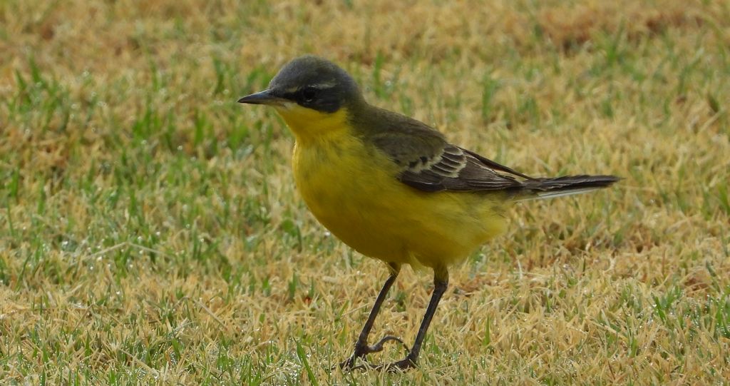 Pliszka żółta, wolarka (Motacilla flava)