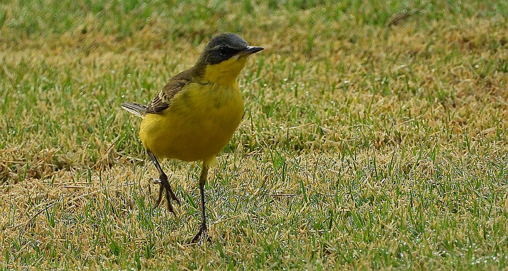 Pliszka żółta, wolarka (Motacilla flava)