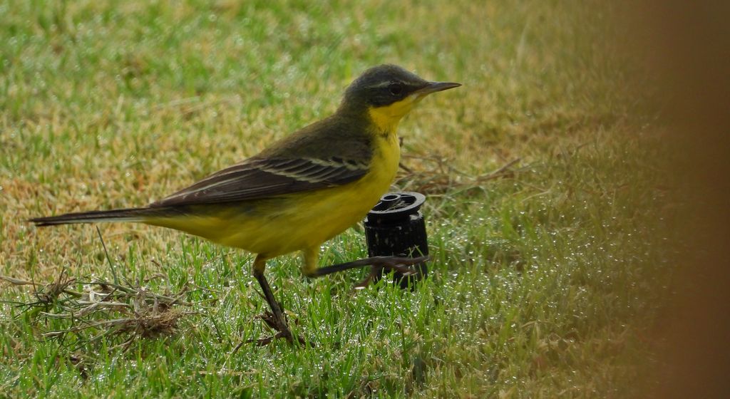 Pliszka żółta, wolarka (Motacilla flava)