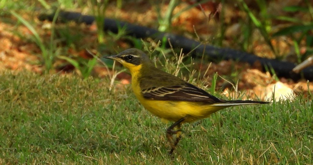 Pliszka żółta, wolarka (Motacilla flava)
