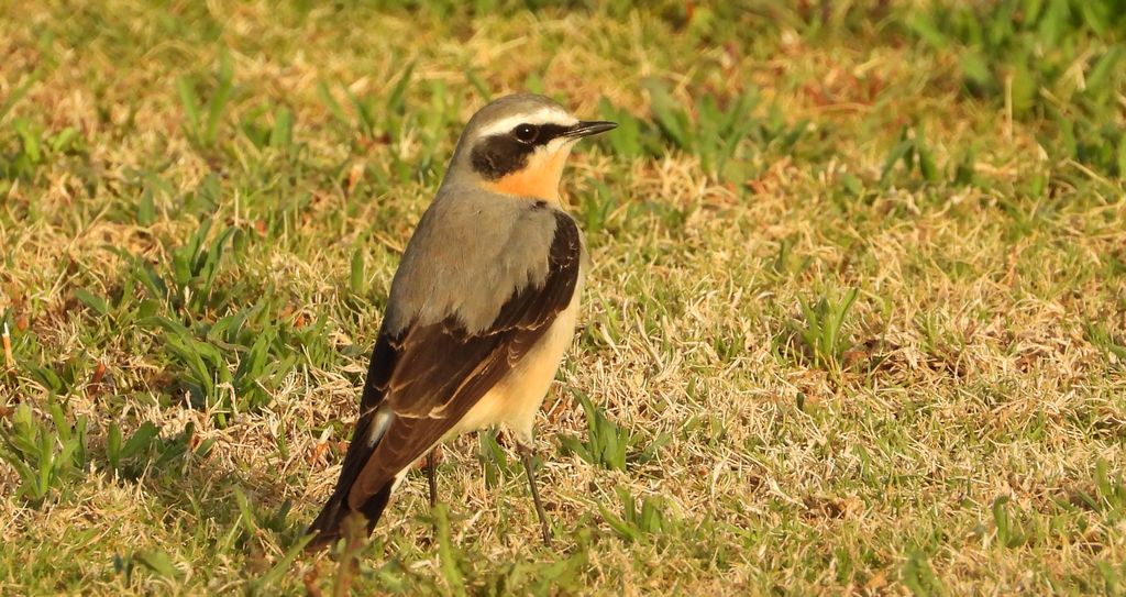 Białorzytka zwyczajna, białorzytka (Oenanthe oenanthe)