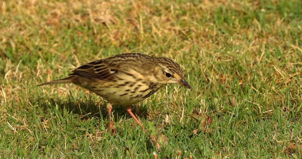 Świergotek drzewny (Anthus trivialis)