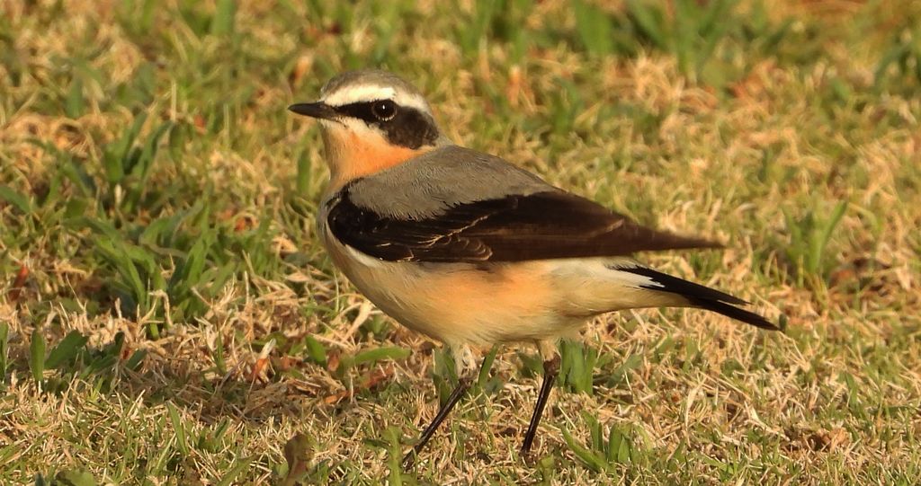 Białorzytka zwyczajna, białorzytka (Oenanthe oenanthe)