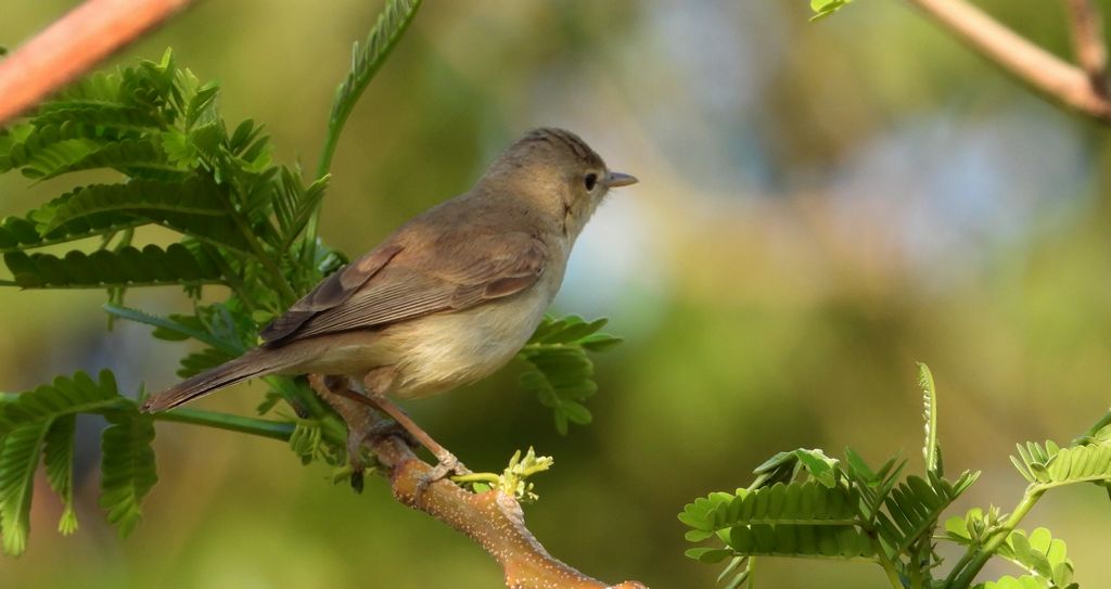 Zaganiacz pustynny (Hipolit marniał)