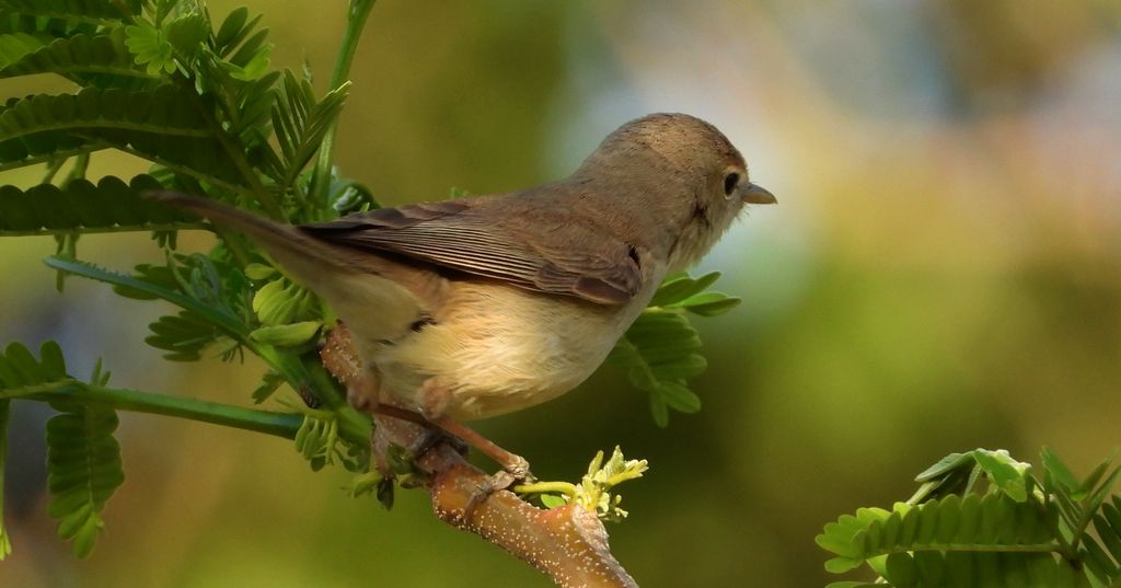 Zaganiacz pustynny (Hipolit marniał)