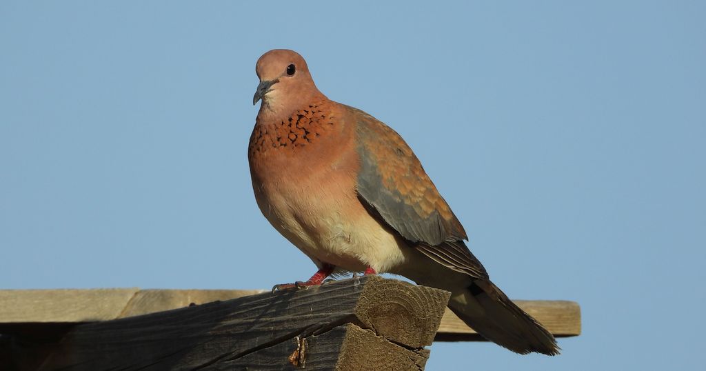 Synogarlica senegalska (Streptopelia senegalensis)