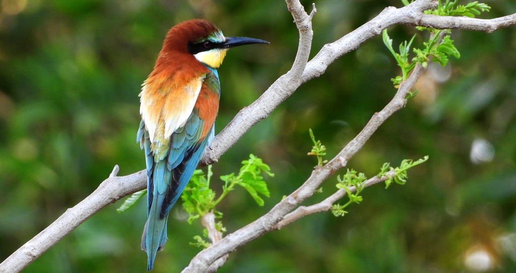 Żołna zwyczajna, żołna, żołna pospolita, żołna pszczołojad (Merops apiaster)