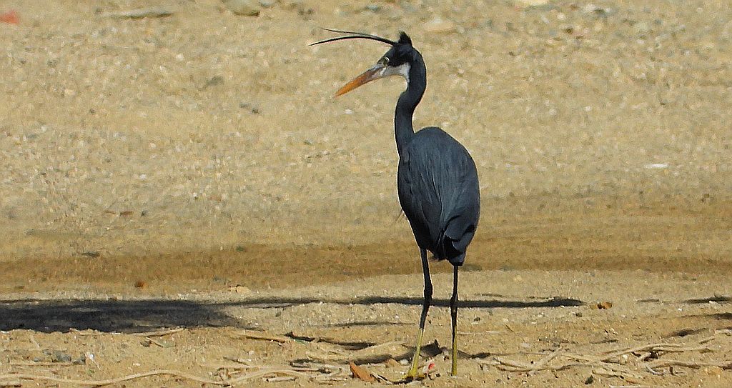 Czapla rafowa (Egretta gularis)