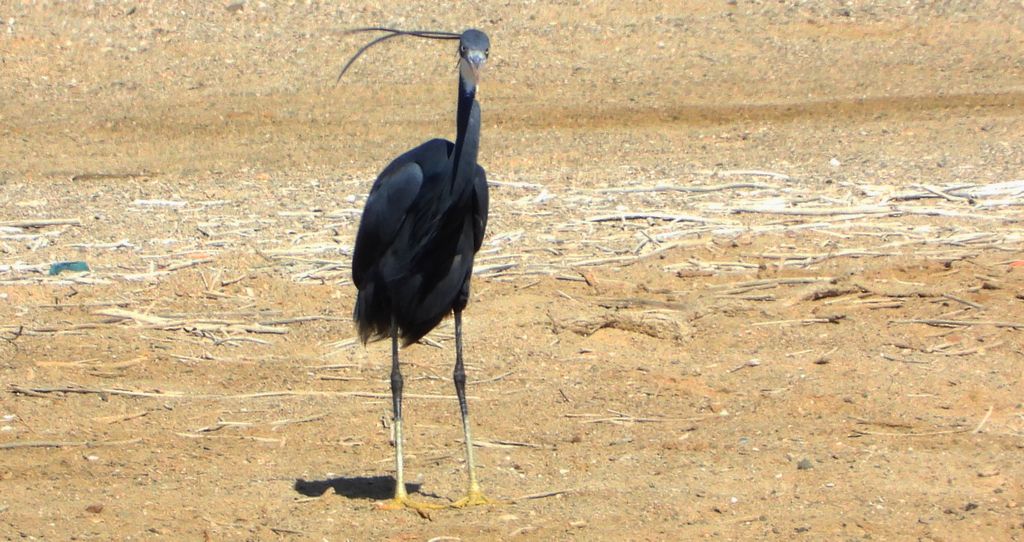 Czapla rafowa (Egretta gularis)