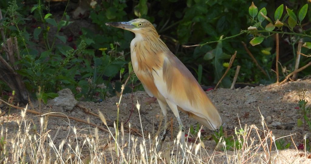 Czapla modronosa (Ardeola ralloides)