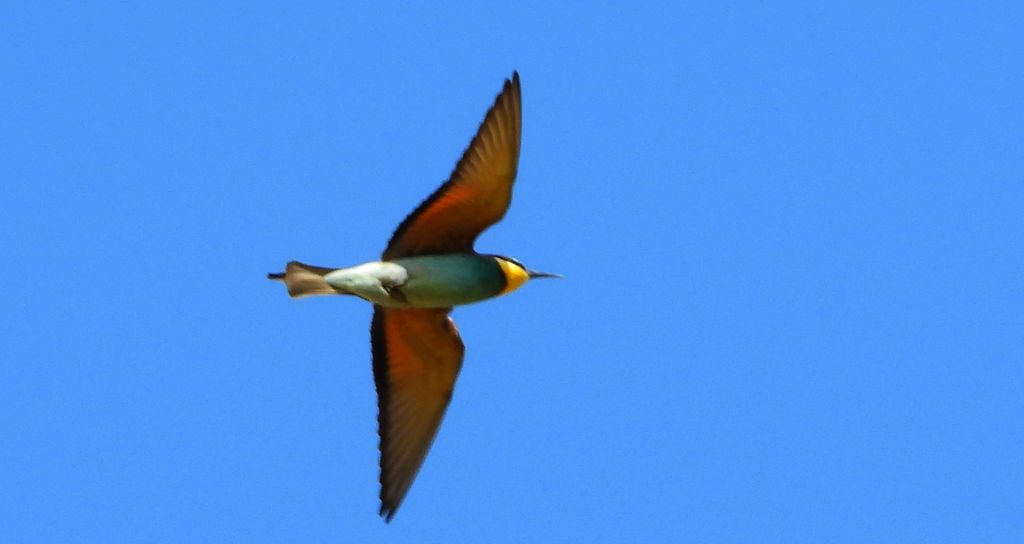 Żołna zwyczajna, żołna, żołna pospolita, żołna pszczołojad (Merops apiaster)