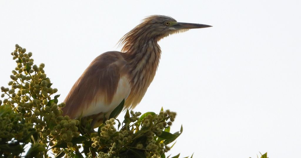 Czapla modronosa (Ardeola ralloides)