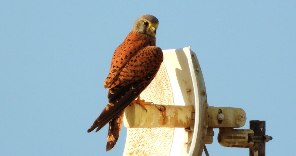 Pustułka zwyczajna, pustułka, sokół pustułka (Falco tinnunculus)