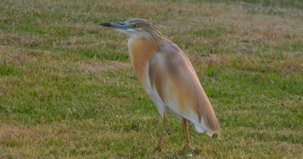 Czapla modronosa (Ardeola ralloides)