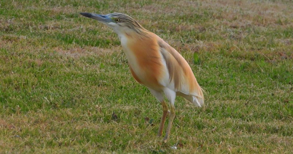 Czapla modronosa (Ardeola ralloides)