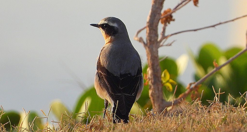 Białorzytka zwyczajna, białorzytka (Oenanthe oenanthe)