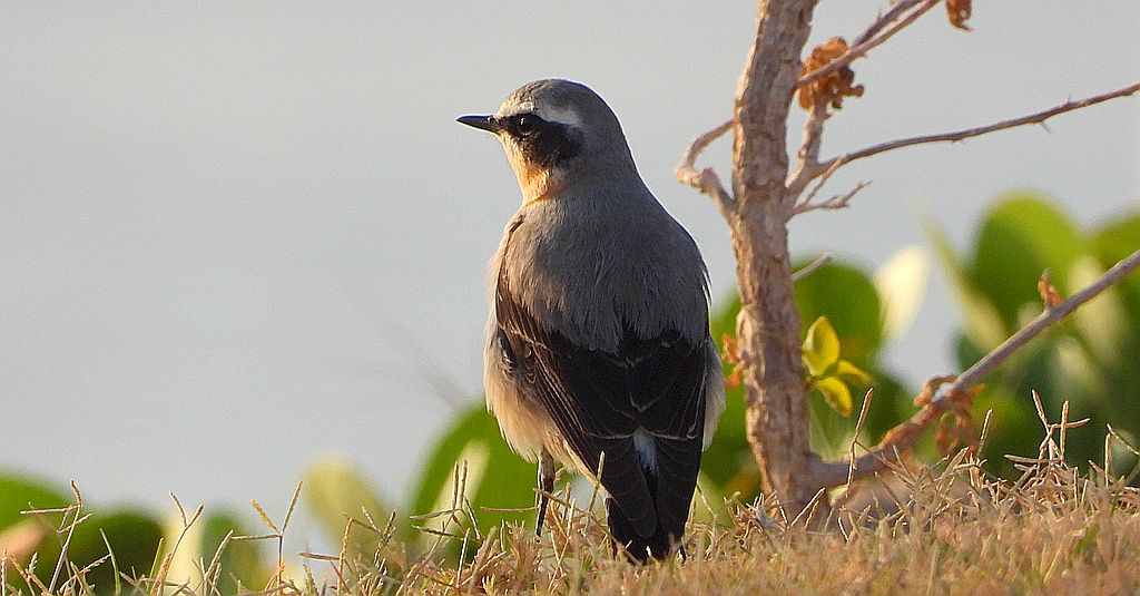 Białorzytka zwyczajna, białorzytka (Oenanthe oenanthe)