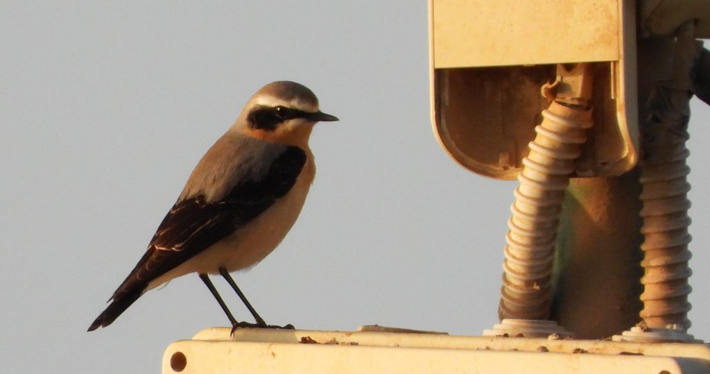 Białorzytka zwyczajna, białorzytka (Oenanthe oenanthe)