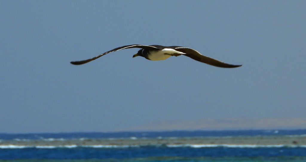 Mewa białooka (Ichthyaetus leucophthalmus)