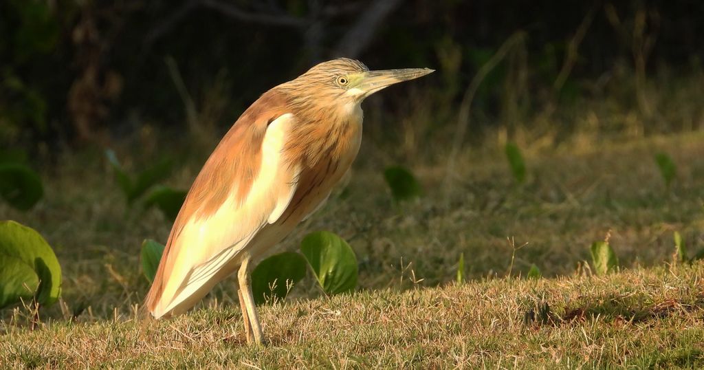Czapla modronosa (Ardeola ralloides)