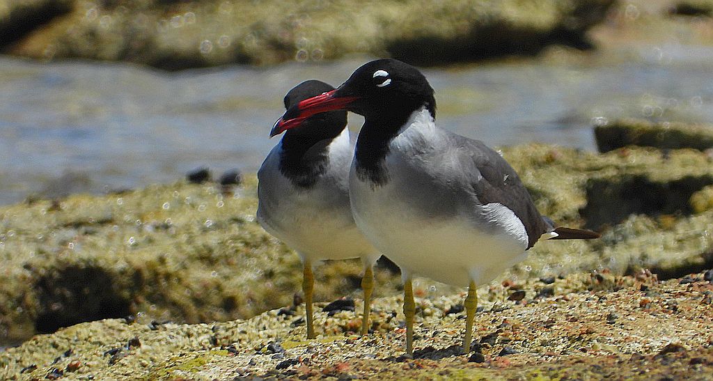Mewa białooka (Ichthyaetus leucophthalmus)