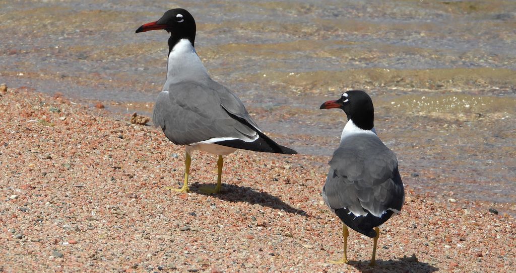 Mewa białooka (Ichthyaetus leucophthalmus)