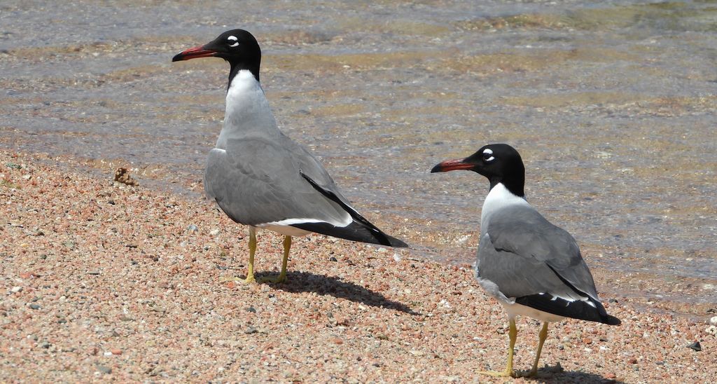 Mewa białooka (Ichthyaetus leucophthalmus)