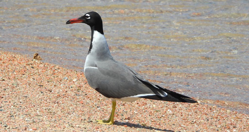Mewa białooka (Ichthyaetus leucophthalmus)