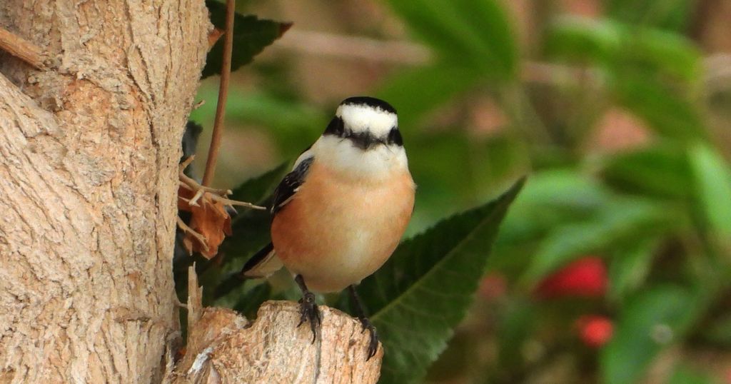 Dzierzba białoczelna, dzierzba afrykańska, dzierzba maskowa (Lanius nubicus)
